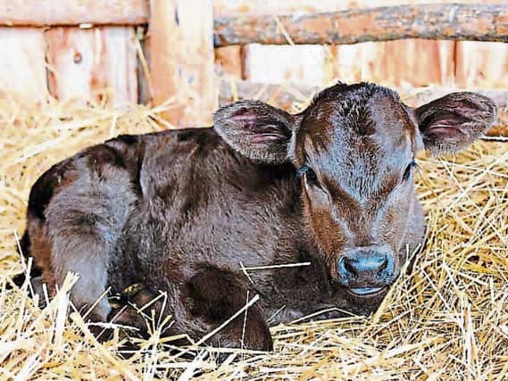 Tipperary farmers are being urged to be prepared for the busy calving season