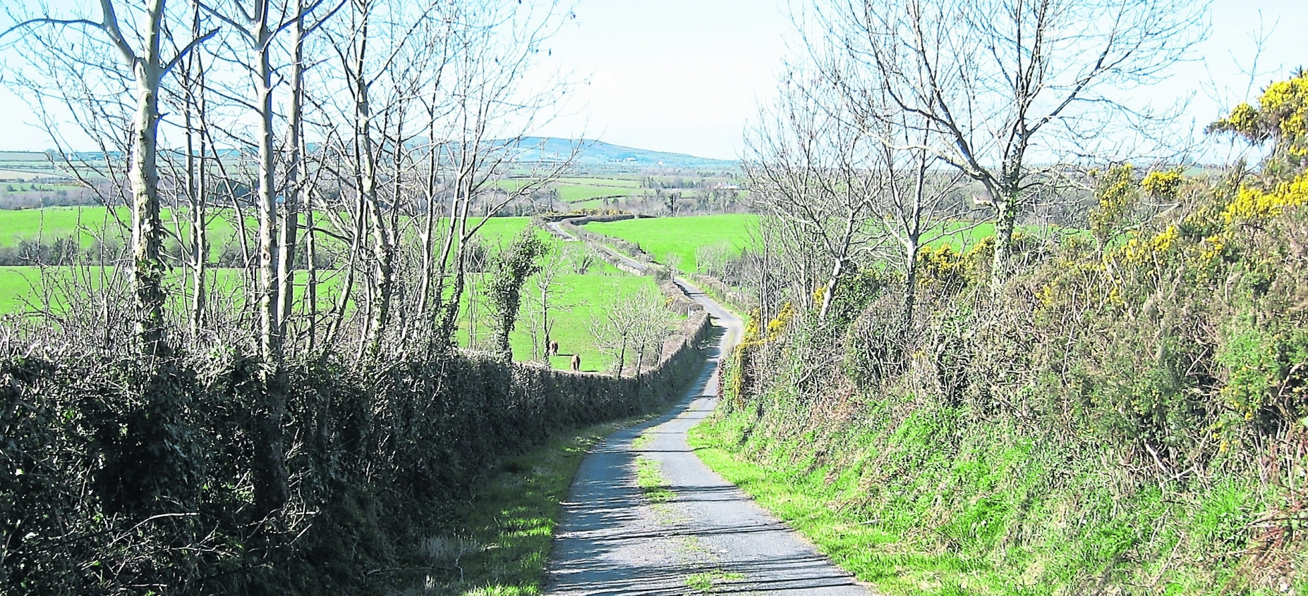 Green Fingers: Time is running out to tackle unruly hedges