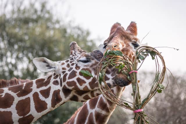 Meanwhile, at Whipsnade Zoo in Bedfordshire, giraffes Bashu, 11, and seven-year-old Luna were given their favourite meal of willow and cotoneaster branches, woven together to form a romantic heart garland.