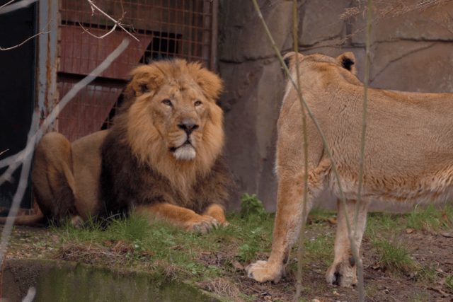 Asiatic lions, originating from the Gir Forest in India, are slightly smaller than African lions and, despite the endangered population being recovered from the brink of extinction, only several hundred remain in the wild.