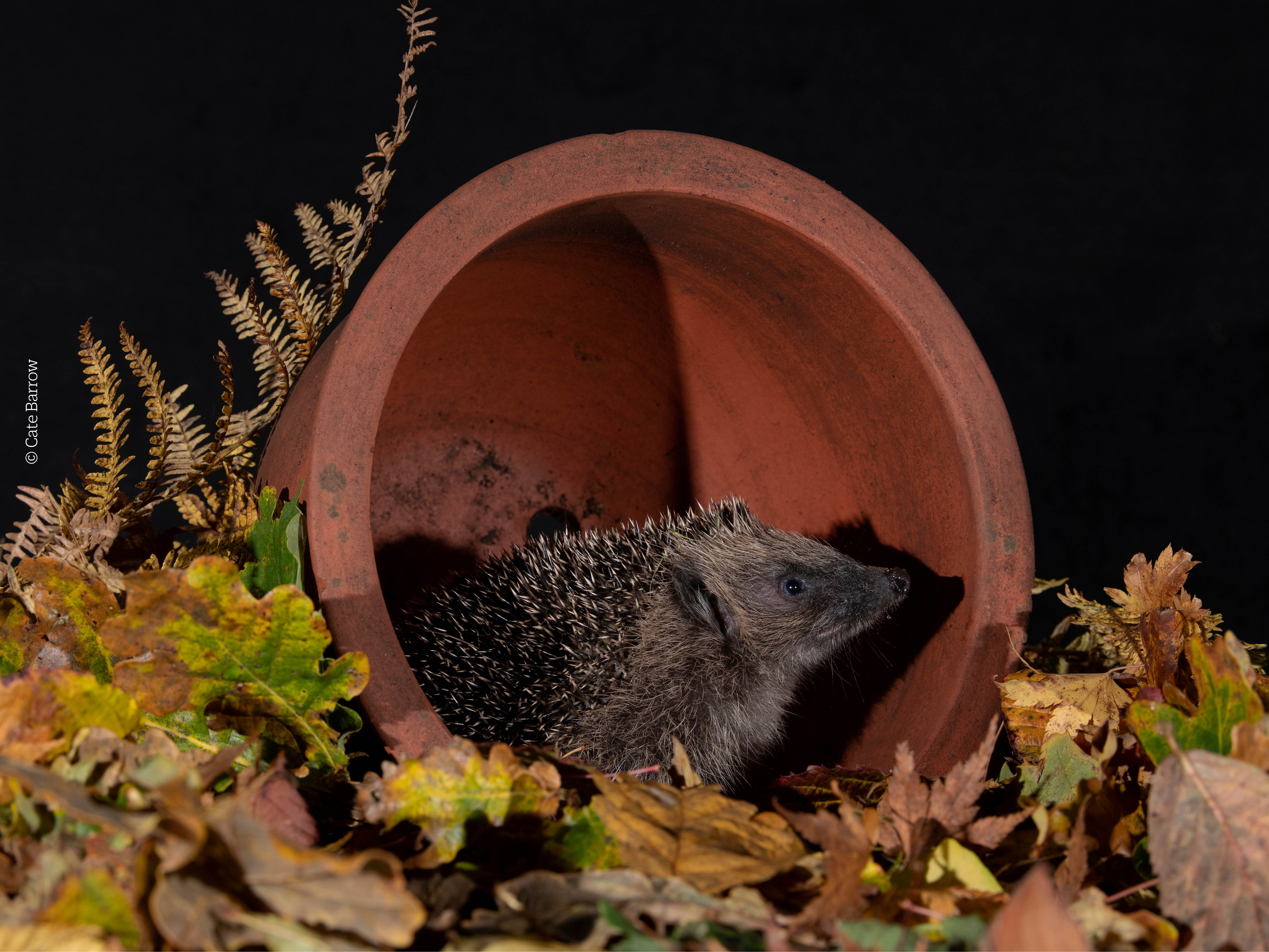Hedgehogs in trouble in the countryside, but faring better in towns