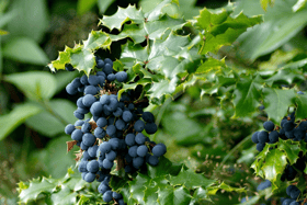 Mahonias are very low maintenance shrubs but a small amount of attention will ensure that they perform to the best  Picture: Pixabay