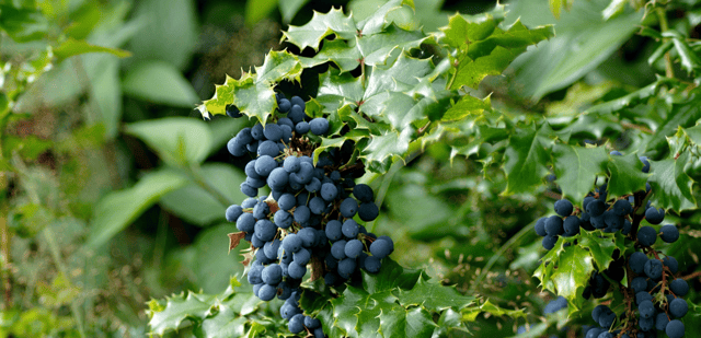 Mahonias are very low maintenance shrubs but a small amount of attention will ensure that they perform to the best Picture: Pixabay