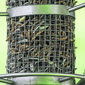 High calorie foods like fatballs, suet blocks, peanuts and sunflower seeds are all great for our feathered friends