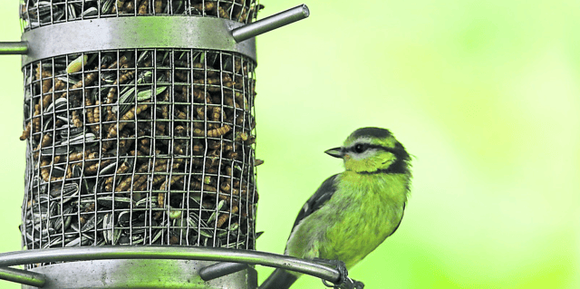 High calorie foods like fatballs, suet blocks, peanuts and sunflower seeds are all great for our feathered friends