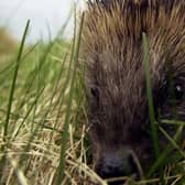 Study finds hedgehogs carry a type of MRSA which causes 1 in 200 human infections