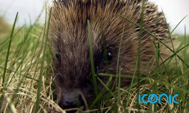 Study finds hedgehogs carry a type of MRSA which causes 1 in 200 human infections