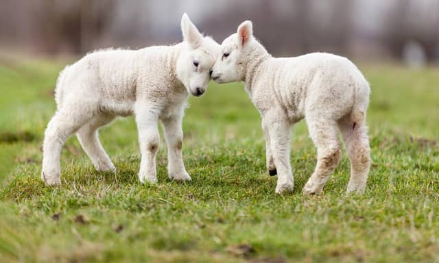 Kilkenny Mart at Cillin Hill saw brisk bidding for lambs and sheep today