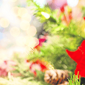 Is it even Christmas without Poinsettia?