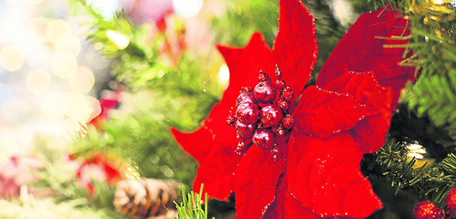 Is it even Christmas without Poinsettia?