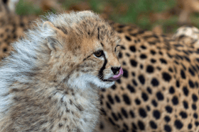 Five endangered baby cheetahs born at an Irish wildlife park have been named