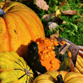 Pumpkins are a tender annuals with a number of varieties that do well in our Irish climate
