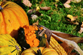 Pumpkins are a tender annuals with a number of varieties that do well in our Irish climate