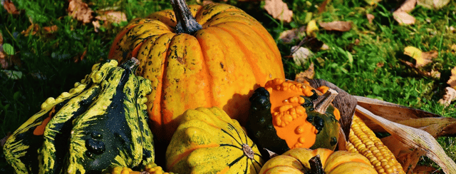 Pumpkins are a tender annuals with a number of varieties that do well in our Irish climate