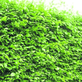 When pruning  hedges start from the bottom and make your way up