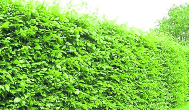 When pruning hedges start from the bottom and make your way up