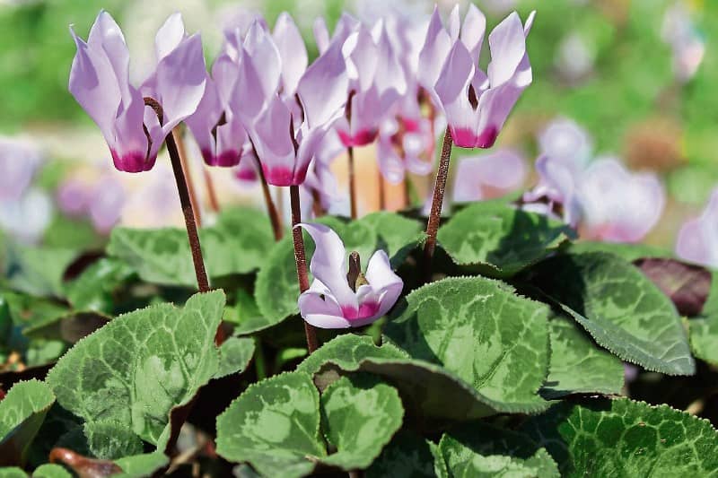 Cyclamen add great splashes of colour in the autumn and early winter