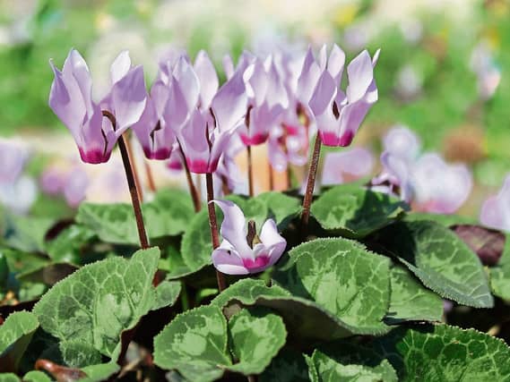 Cyclamen add great splashes of colour in the autumn and early winter