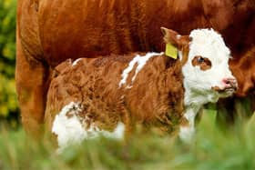 Autumn is calving less prevalent, but has its advantages