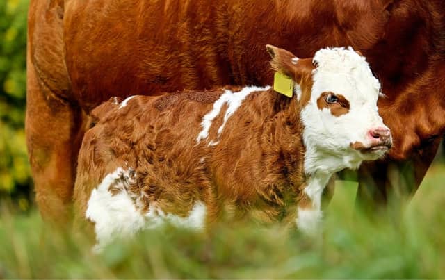 Autumn is calving less prevalent, but has its advantages