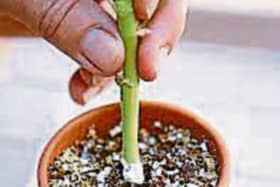 Always look for a healthy mother plant when taking cuttings
