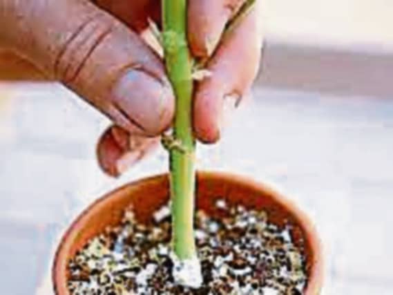 Always look for a healthy mother plant when taking cuttings