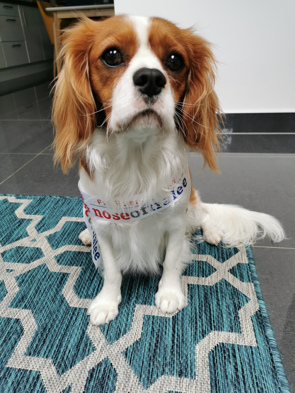 Help top dog, Mr Wilson, win this year's Nose of Tralee for Leitrim!