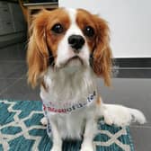 Top dog - Mr Wilson