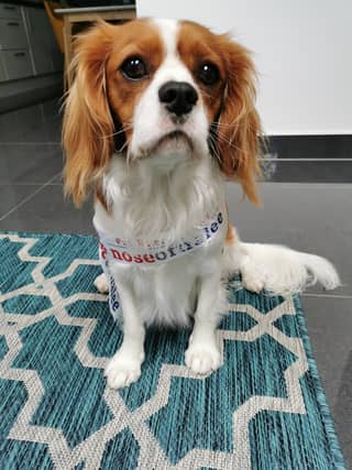 Top dog - Mr Wilson