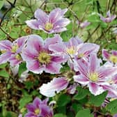 Clematis provide height and colour throughout the summer Picture: Pixabay