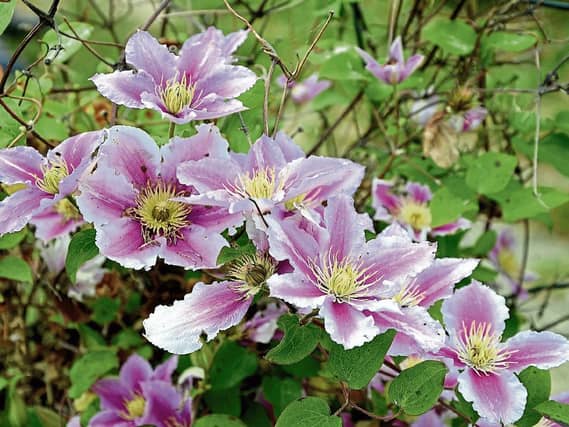 Clematis provide height and colour throughout the summer Picture: Pixabay