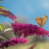 Buddleia is a great shrub for late Summer colour