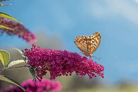 Buddleia is a great shrub for late Summer colour