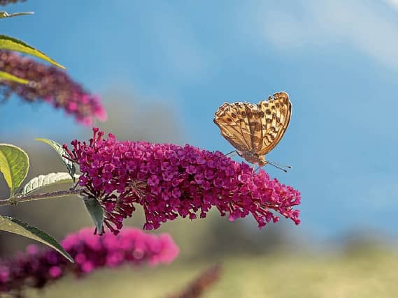 Buddleia is a great shrub for late Summer colour