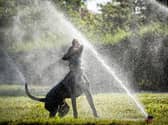 Offaly people are asked not to use too much water as county bakes