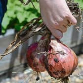 Store dried onions in a wire basket, crate or nylon bag