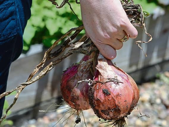 Store dried onions in a wire basket, crate or nylon bag