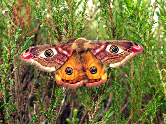 Emperor Moth
