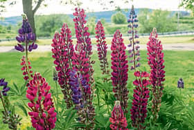 Growing lupins is as simple as planting seeds or cuttings into a sunny area