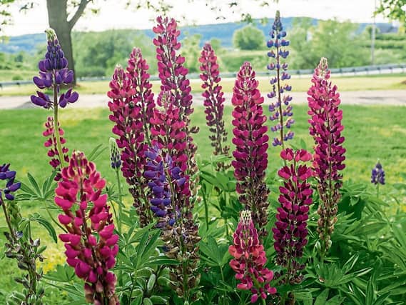 Growing lupins is as simple as planting seeds or cuttings into a sunny area