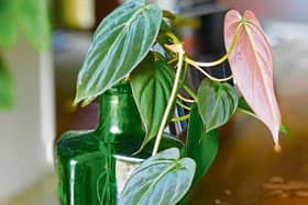 A nice sunny spot indoors is the perfect place for a new cutting to take root