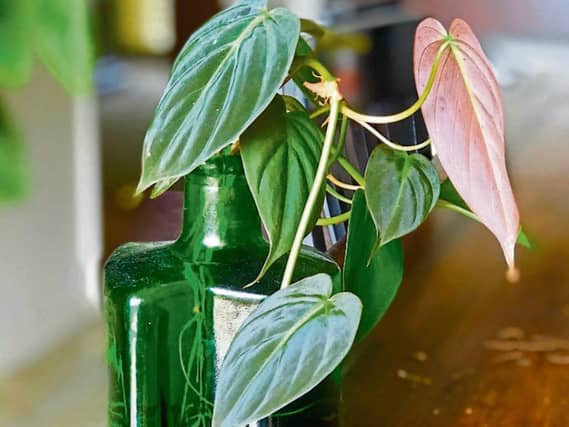 A nice sunny spot indoors is the perfect place for a new cutting to take root
