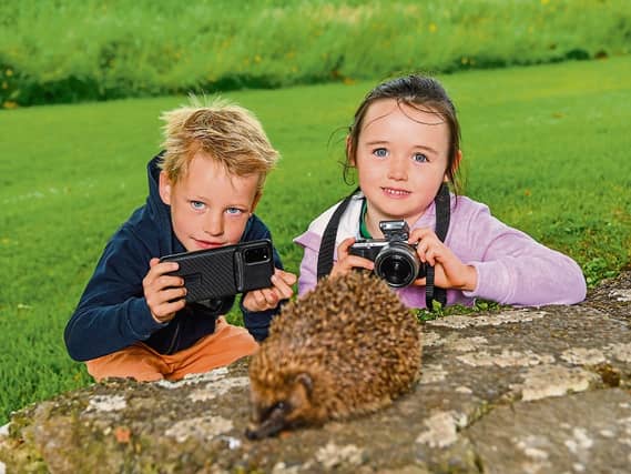 Stop hogging the limelight, Mr Hedgehog! Ed, 6, and Meaghan Fennessy, 5, from Pallasgreen, photograph a hedgehog at Lough Gur on Monday for this year’s Summer Solstice | PICTURE: Diarmuid Greene