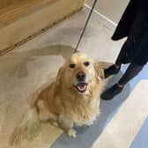 The dog was found in the Loughboy area of Kilkenny
