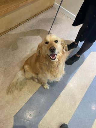 The dog was found in the Loughboy area of Kilkenny