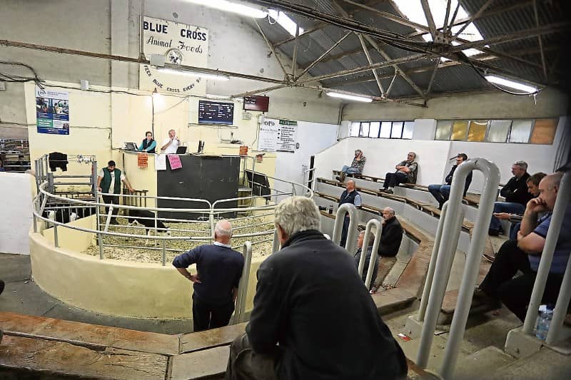 Monday will see scenes similar to this one in Kilmallock Mart last July when social distancing was strictly observed at ringsides  | Picture: James Treacy