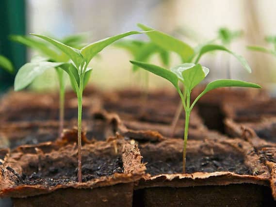 Plant food can give young plants a bit of a boost