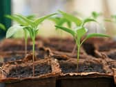 Plant food can give young plants a bit of a boost
