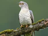 The cuckoo arrived here in mid-April and stays till  August before making its trip back   Africa for the winter