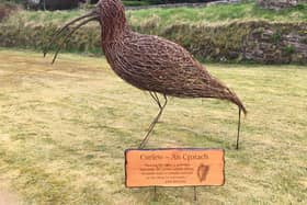 A beautiful willow Curlew sculpture, commissioned by the NPWS, from West of Ireland willow sculptor Brendan Farren has been erected on the outskirts of Drumshanbo